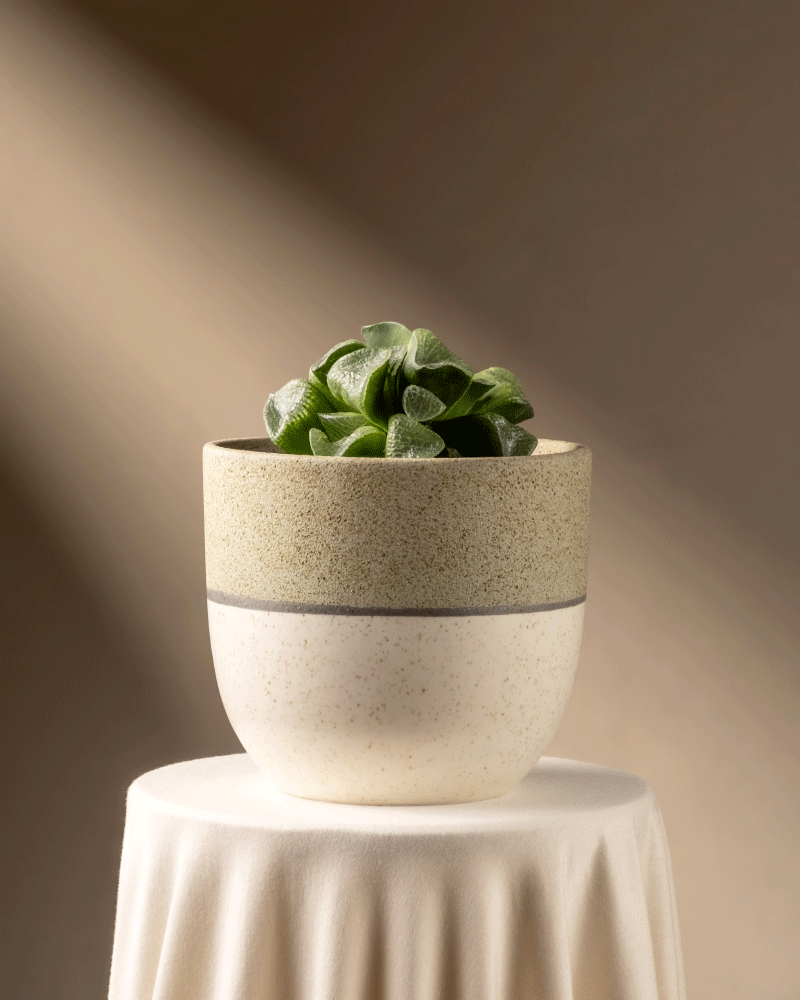 feey-haworthia-retusa-sukkulente-limited-edition-min-2-jahre-alt image 5