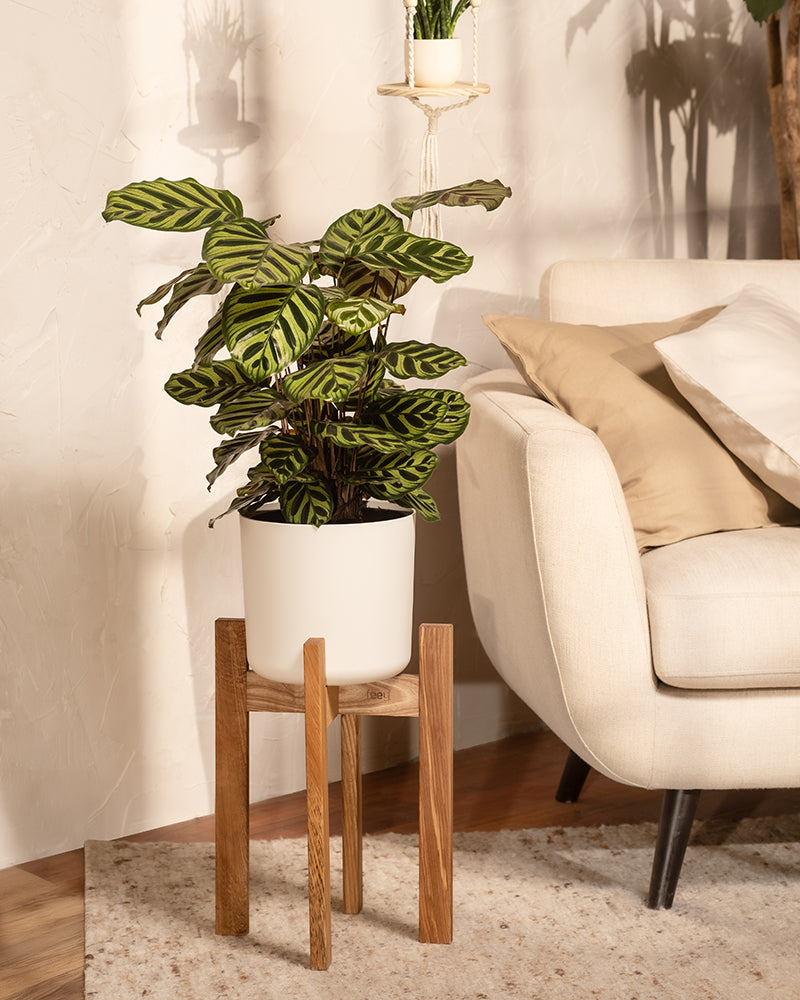 feey-pfauen-korbmarante-calathea-makoyana-zimmerpflanze-gro image 4
