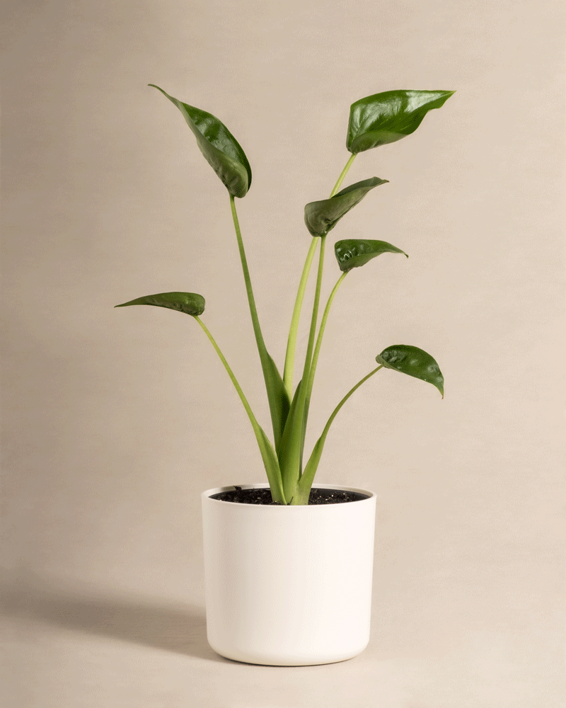 feey-alocasia-tiny-dancer-pfeilblatt-zimmerpflanze image 6