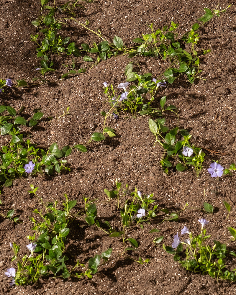 feey-vinca-minor-kleines-immergr-n-6er-set-f-r-garten-und-balkon image 2