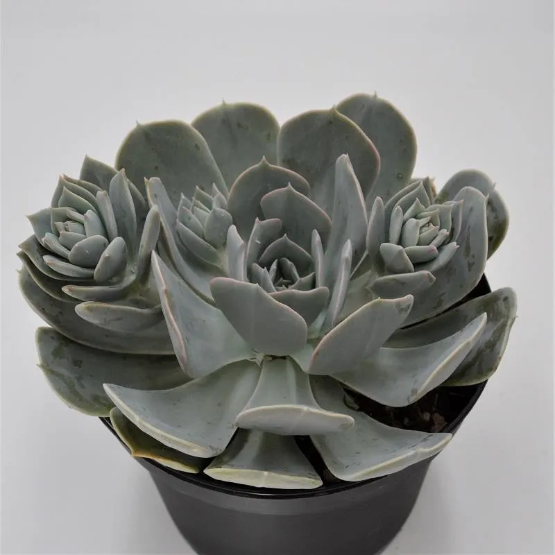 pasiora-echeveria-runyonii-sukkulente-15cm image 1