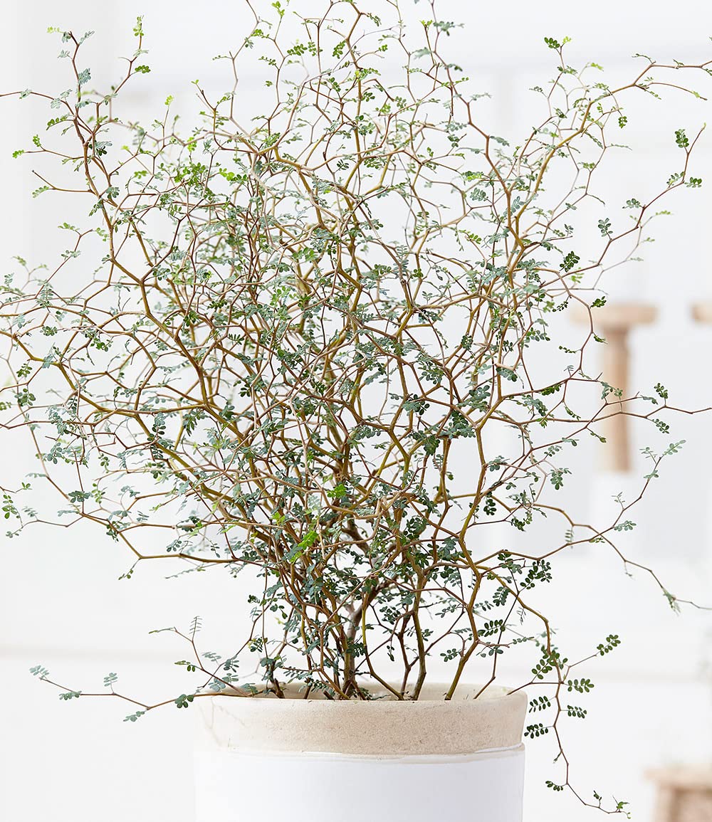 baldur-garten-maori-sophora-little-baby-11-cm-topf-zimmerpflanze image 3