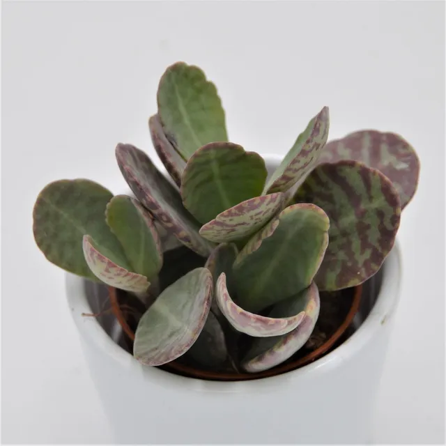 pasiora-kalanchoe-humilis-desert-surprise-sukkulente-5-5cm image 1