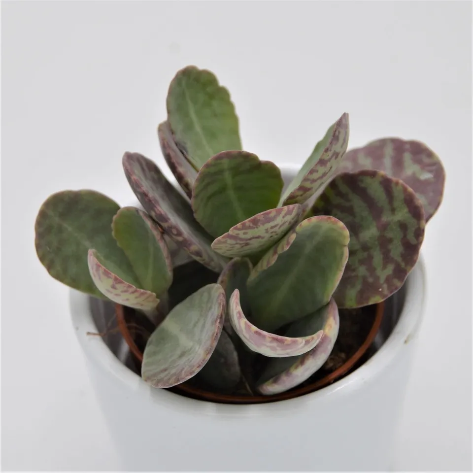 pasiora-kalanchoe-humilis-desert-surprise-sukkulente-5-5cm image 1