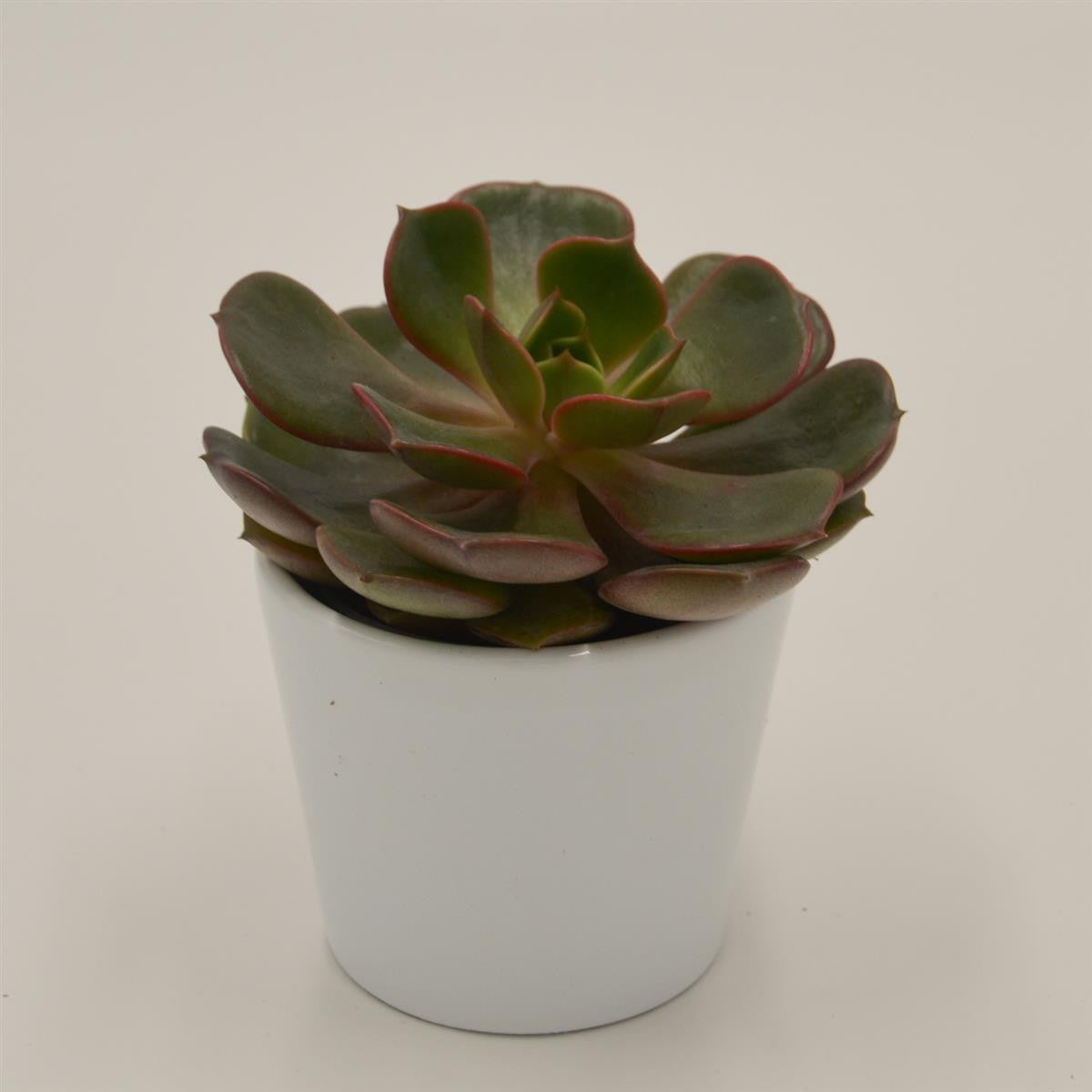 pasiora-echeveria-red-robe-sukkulente-6cm-topf image 1