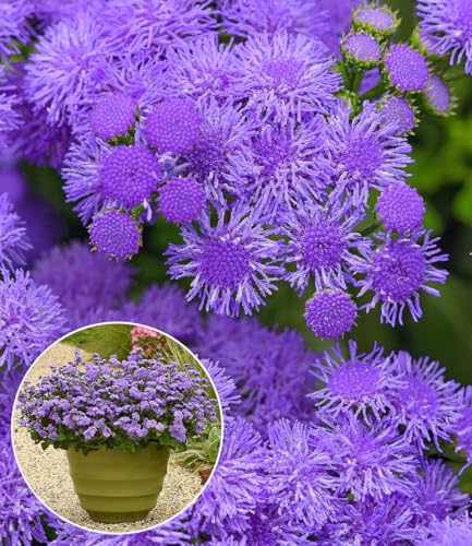 baldur-garten-ageratum-monarch-magic-2x-sommerblume-im-10-5-cm-topf image 3