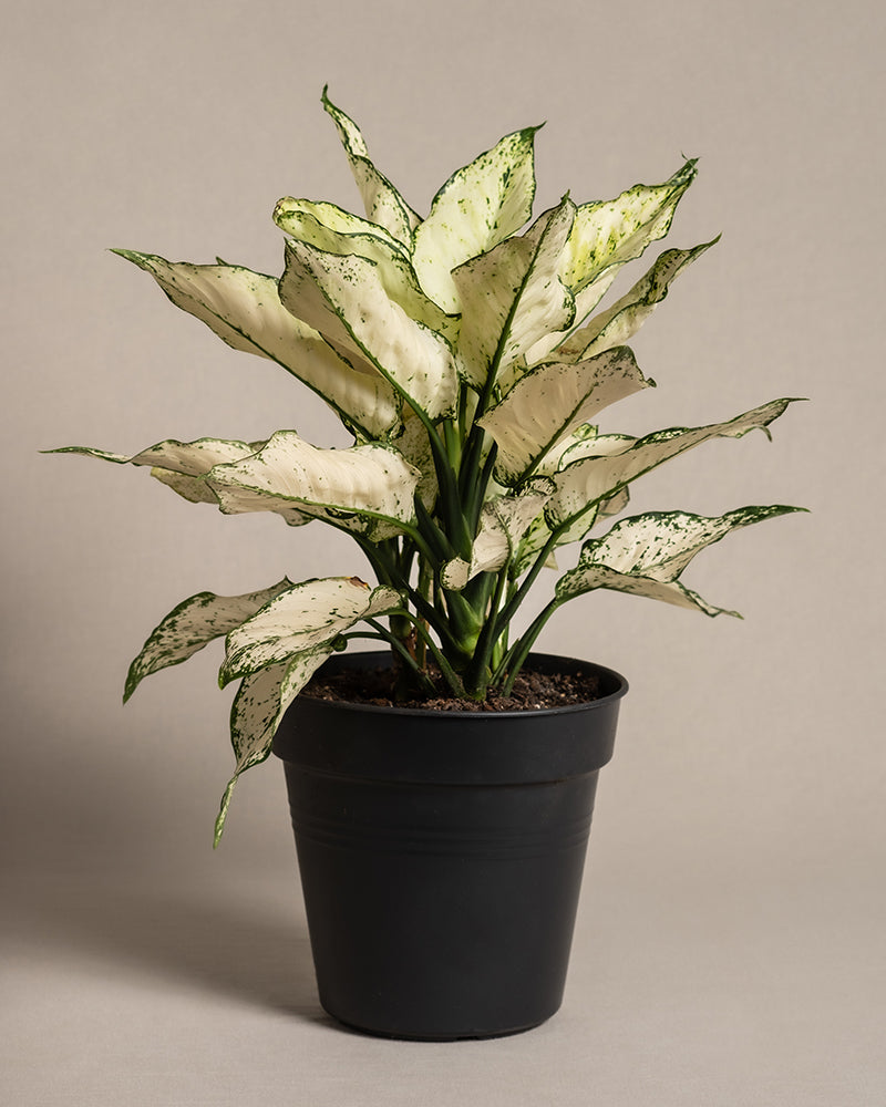 feey-grosse-aglaonema-kiwi-kolbenfaden-zimmerpflanze image 3