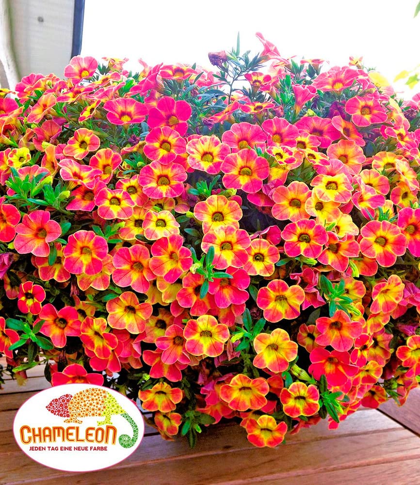 baldur-garten-zaubergl-ckchen-chameleon-sunshine-berry-3-pflanzen-im-12-cm-topf image 2