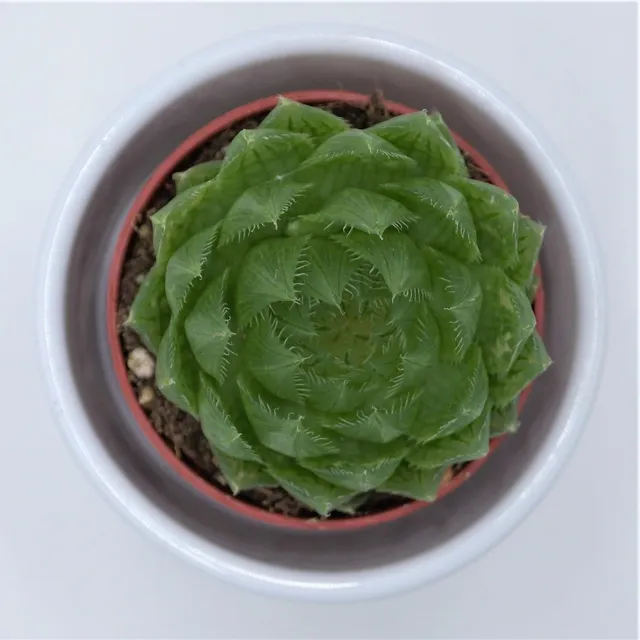 pasiora-haworthia-cooperi-var-picturata-sukkulente-5-5-cm-topf image 1