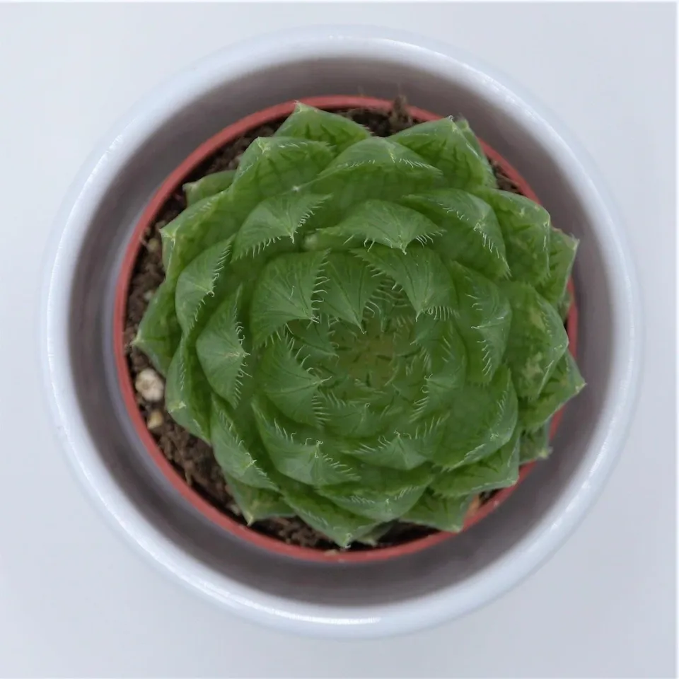 pasiora-haworthia-cooperi-var-picturata-sukkulente-5-5-cm-topf image 1