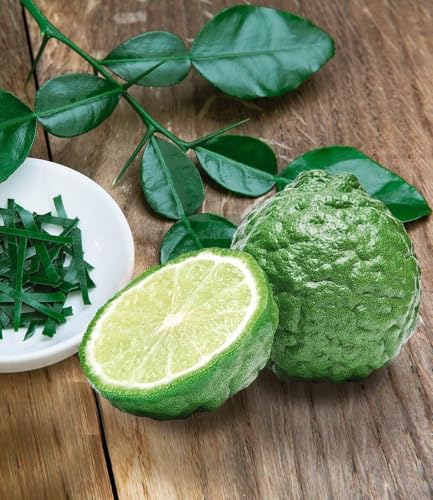 baldur-garten-kaffir-limette-citrus-hystrix-im-12-cm-topf image 3