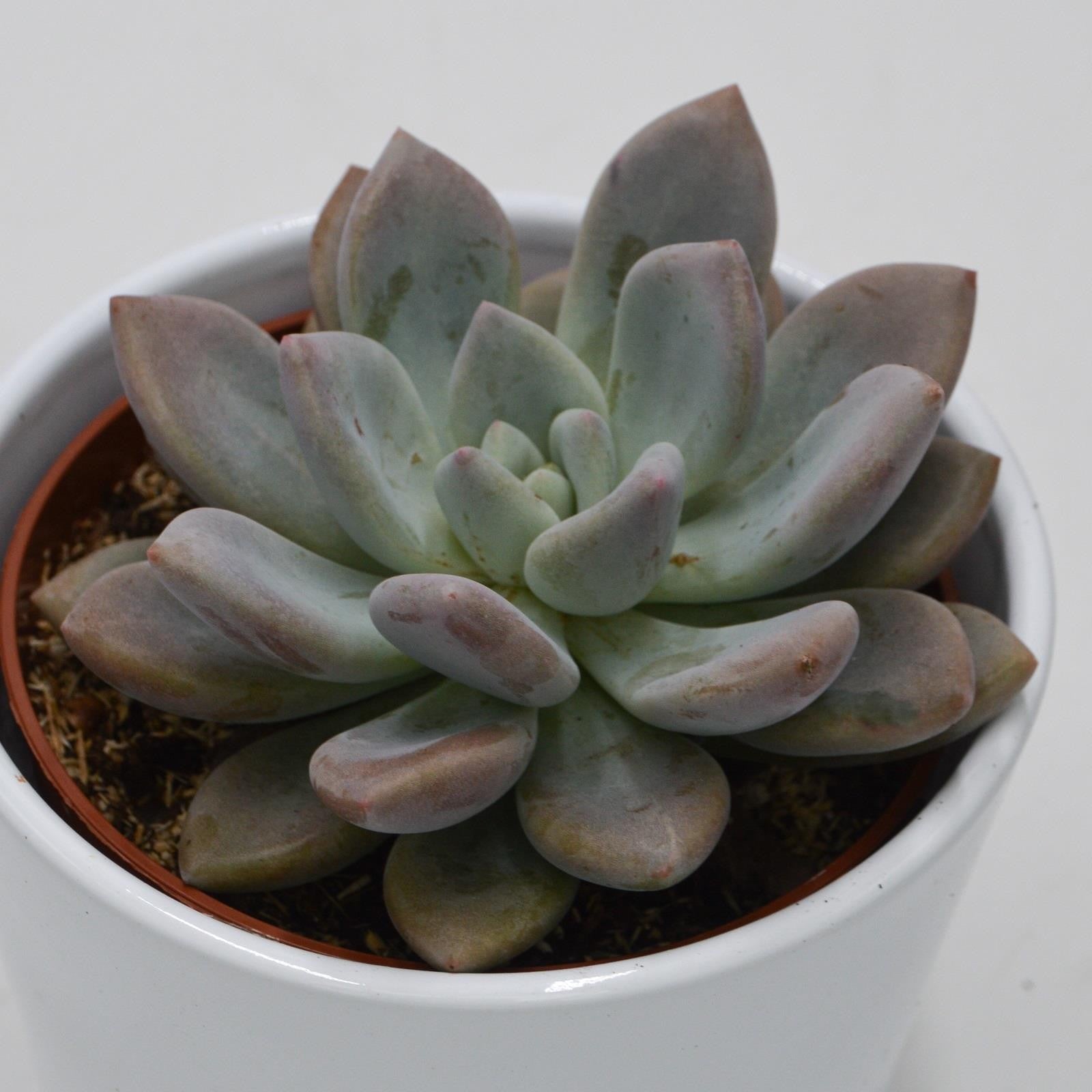 pasiora-x-graptoveria-opalina-sukkulente-10-5cm-topf image 1