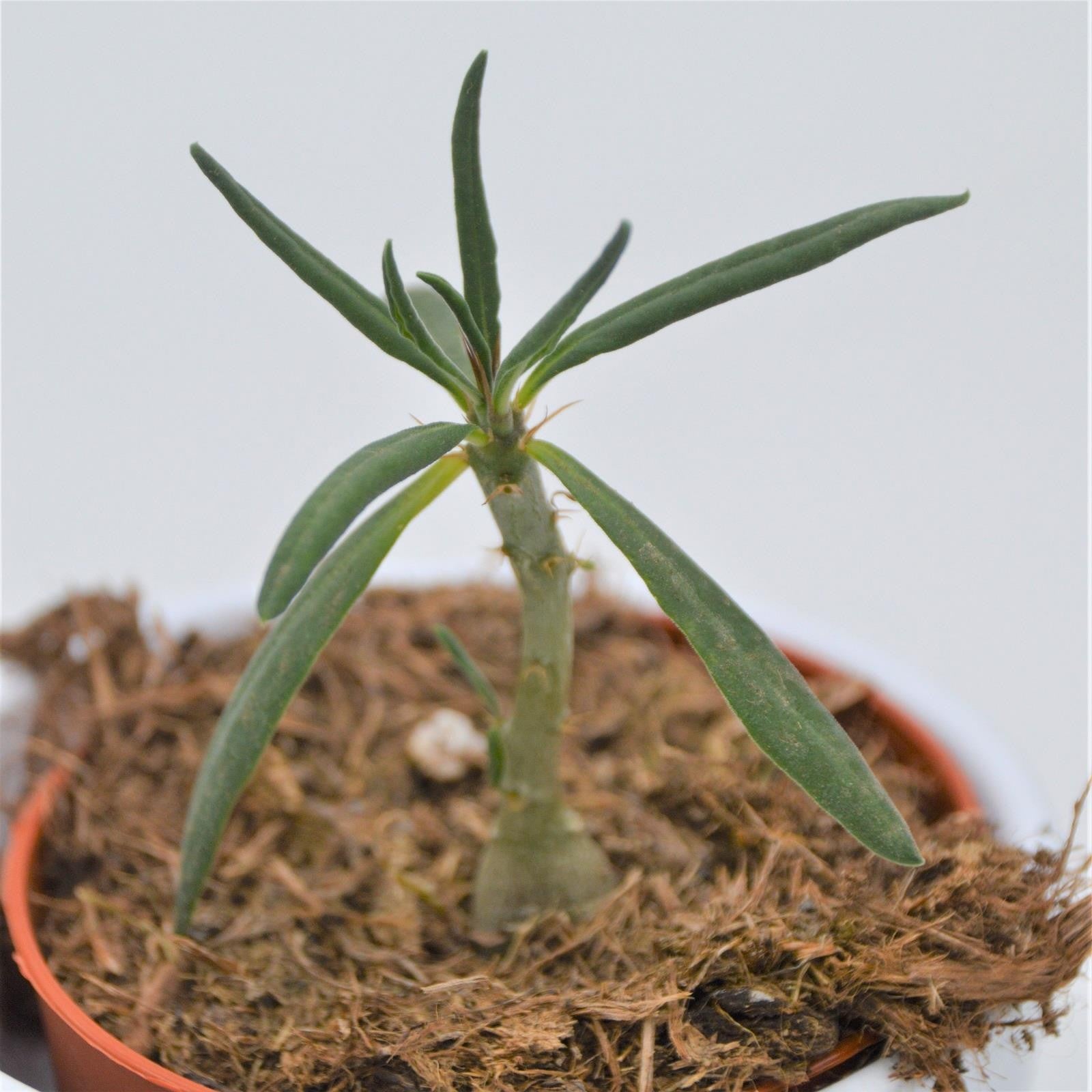 pasiora-pachypodium-succulentum-sukkulente-8-5cm image 3