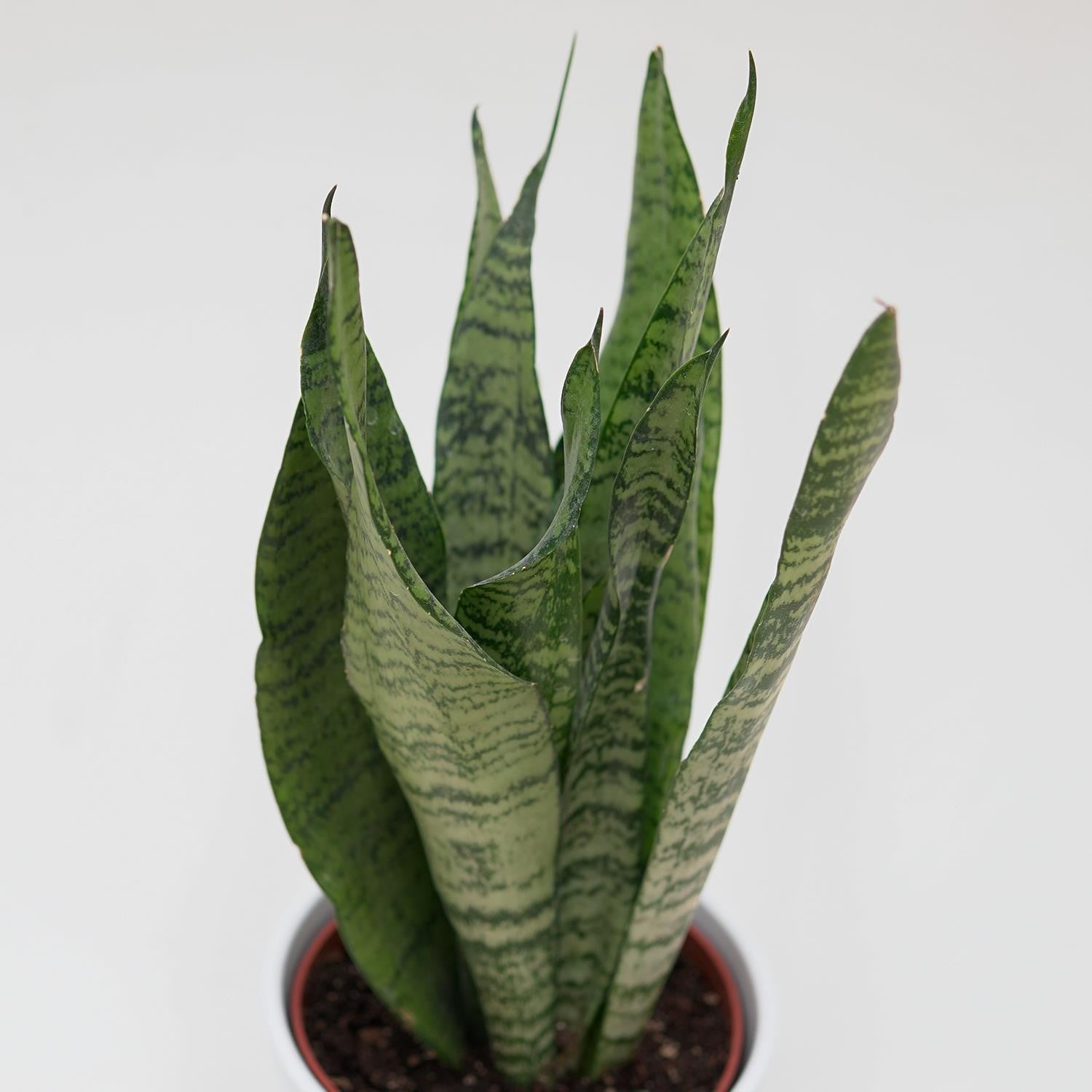 pasiora-sansevieria-zeylanica-sukkulente-12cm-topf image 2