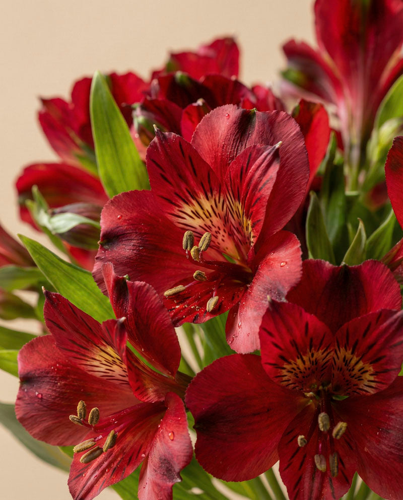 feey-alstroemeria-rot-schnittblumen image 2
