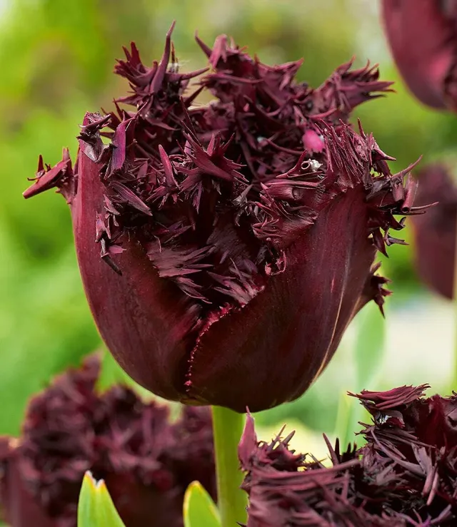 baldur-garten-crispa-tulpe-labrador-8x-fast-schwarze-gefranste-bl-te-zwiebel-12- image 1