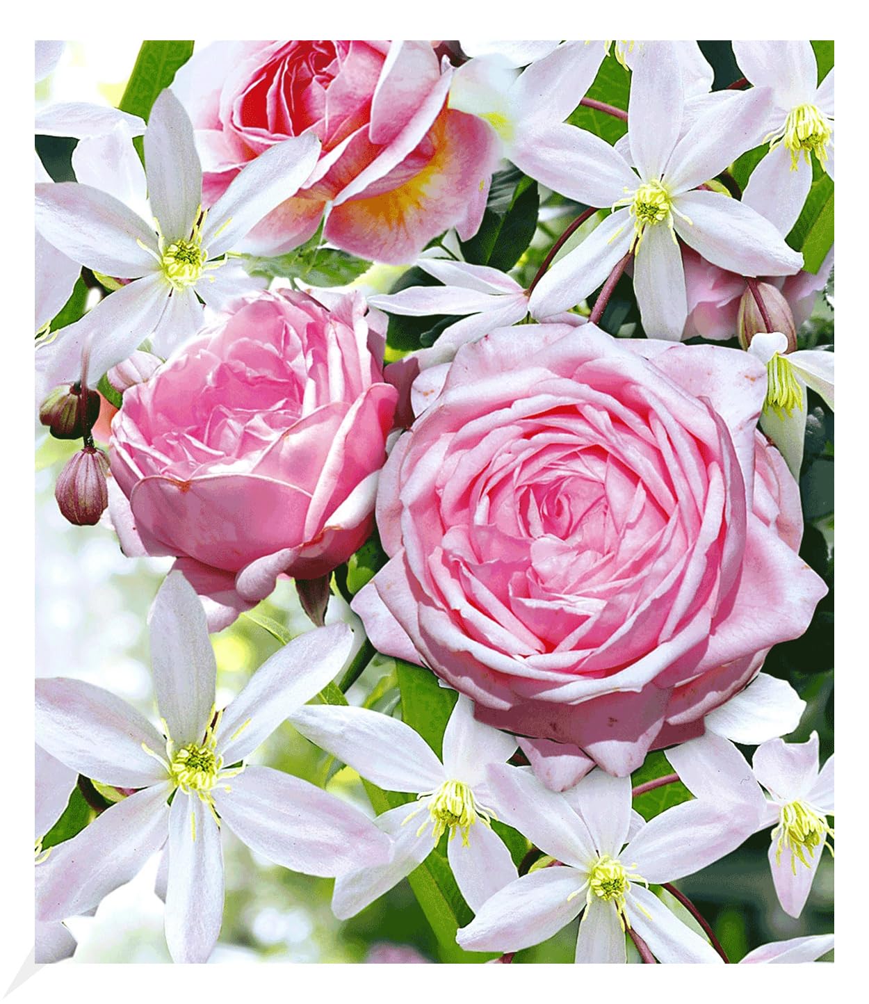baldur-garten-2er-set-clematis-armandii-rose-nah-ma image 1
