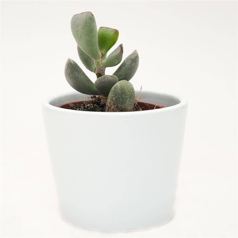 pasiora-adromischus-truncatus-sukkulente-5-5-cm-mini-topf image 3