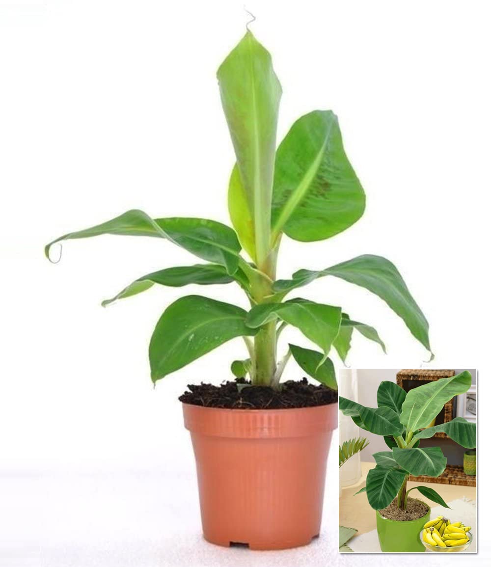 baldur-garten-musa-banana-tropicana-pflanze-im-12-cm-topf image 3
