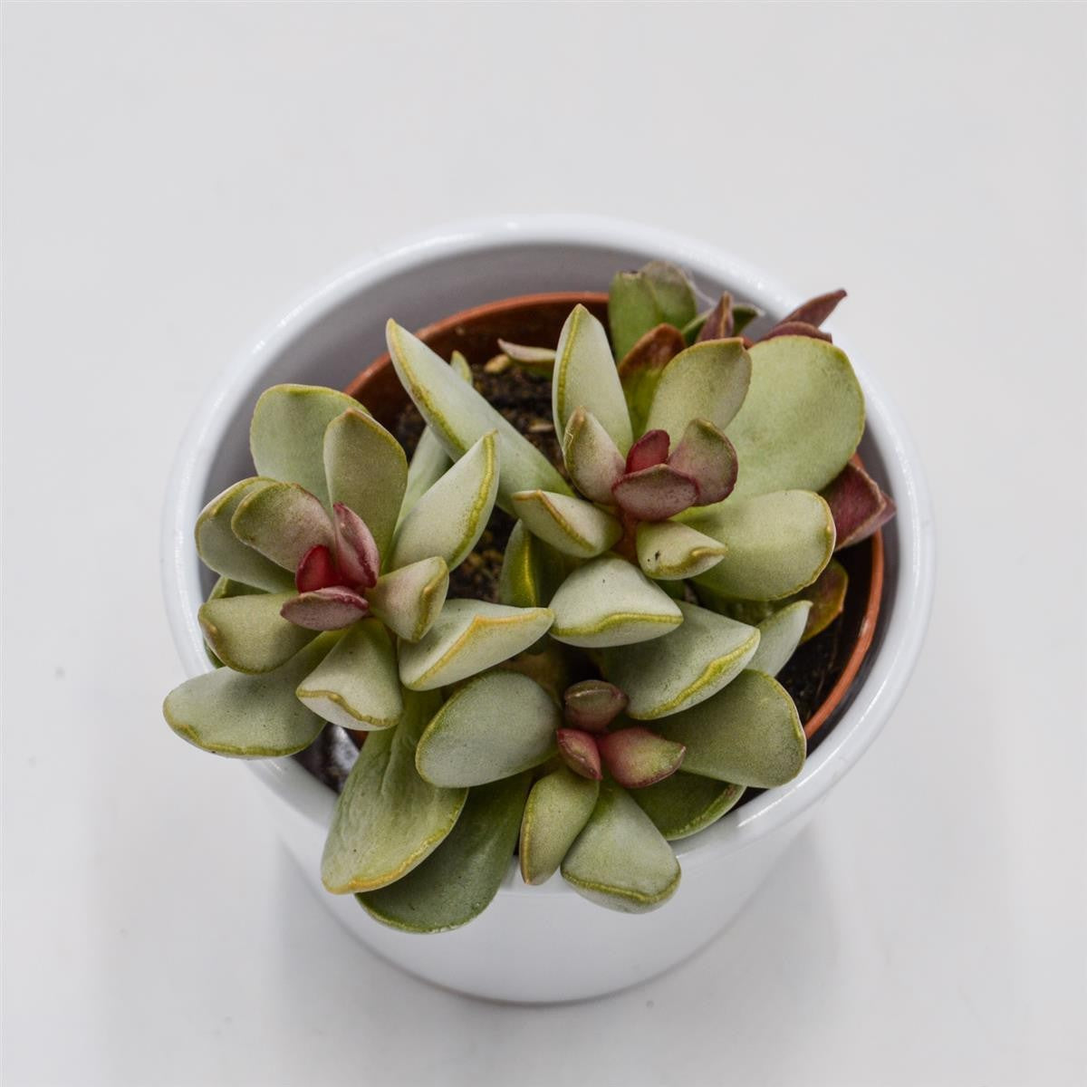 pasiora-adromischus-pink-blush-knitterblatt-8-5cm image 1