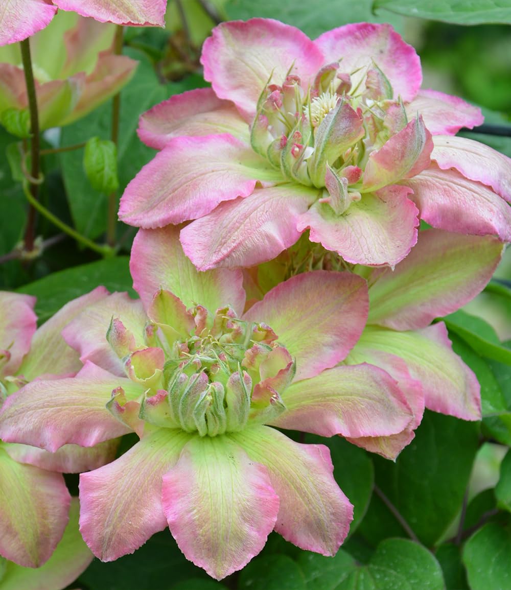 baldur-garten-clematis-pistachio-cake-1-pflanze-im-9x9-cm-topf image 1