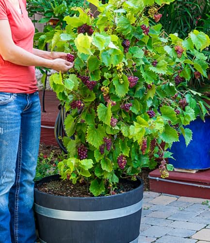 baldur-garten-immertragende-tafel-traube-razzmatazz-pflanze-im-14-cm-topf image 6