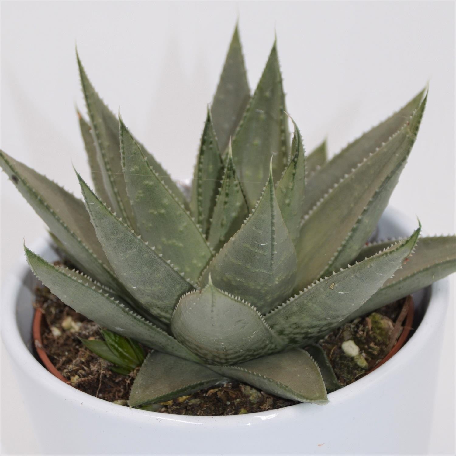 pasiora-haworthia-savanna-sukkulente-10-5cm image 1