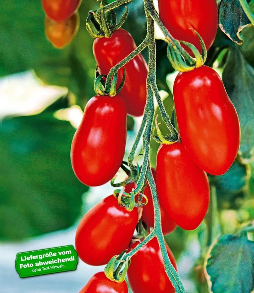 baldur-garten-trilly-f1-pflaumen-tomate-2-pflanzen image 1