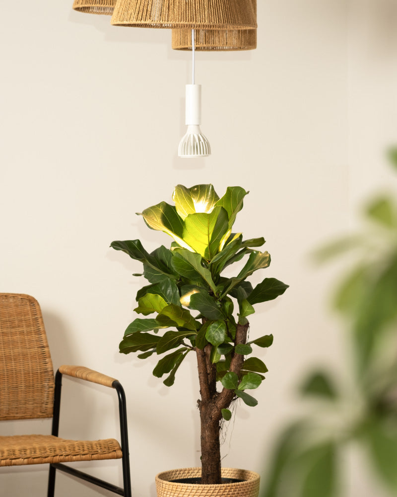 feey-pendelleuchte-corda-f-r-pflanzenlampen-innen image 2
