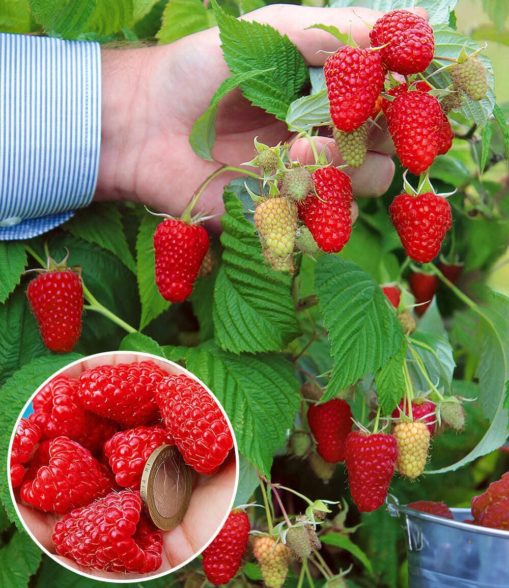 baldur-garten-riesenhimbeere-primeberry-autumn-happy-im-2-liter-topf image 1