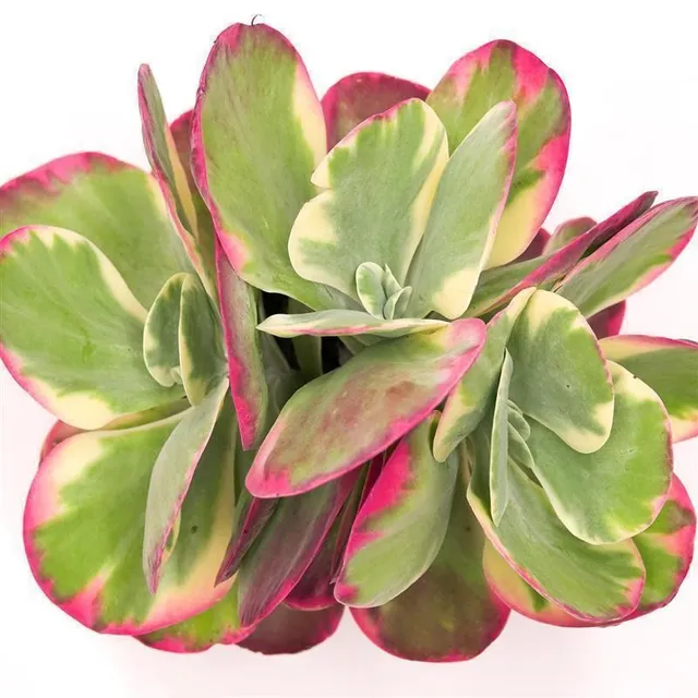pasiora-kalanchoe-thyrsiflora-rainbow-sukkulente-17cm image 1