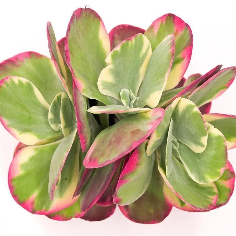 pasiora-kalanchoe-thyrsiflora-rainbow-sukkulente-17cm image 1