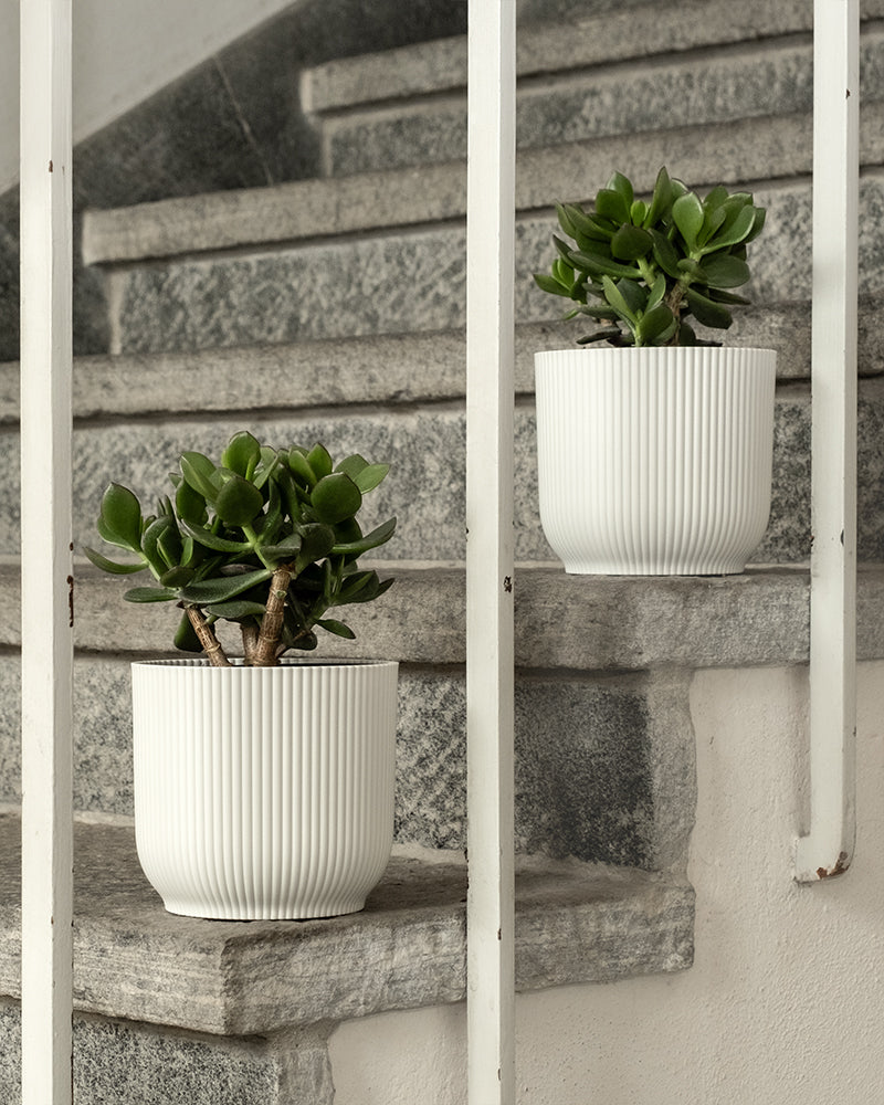 feey-geldbaum-duo-2x-crassula-ovata image 8