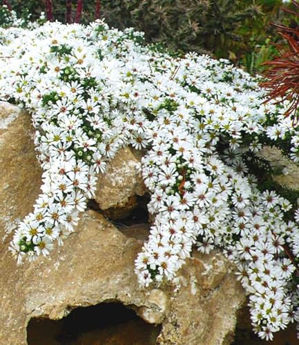 baldur-garten-winterharter-bodendecker-steinaster-snowflurry-im-9x9-cm-topf image 5