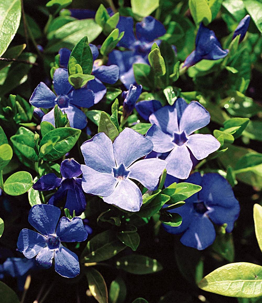 baldur-garten-vinca-minor-blau-3x-bodendecker-im-9x9-cm-topf image 4