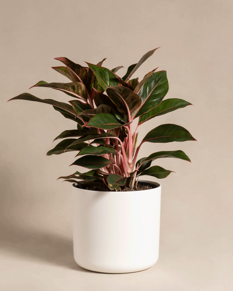 feey-aglaonema-jungle-red-gro-zimmerpflanze-kolbenfaden image 8