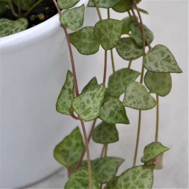 pasiora-ceropegia-woodii-mini-star-herzblatt-h-ngepflanze-im-8cm-topf image 1