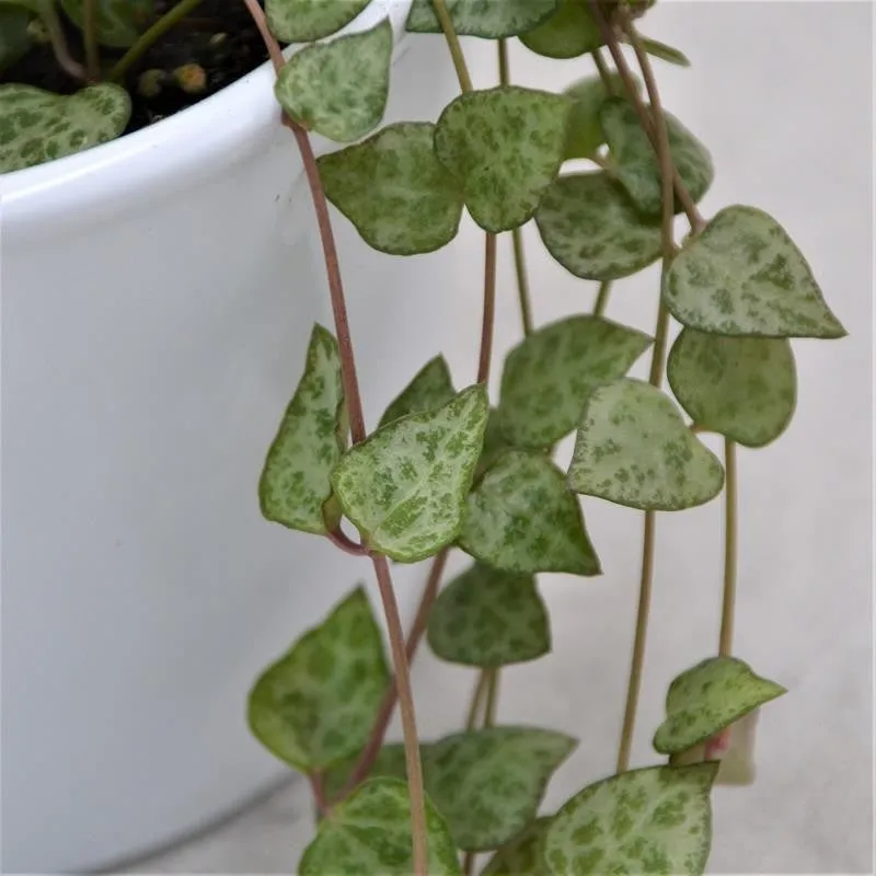 pasiora-ceropegia-woodii-mini-star-herzblatt-h-ngepflanze-im-8cm-topf image 1