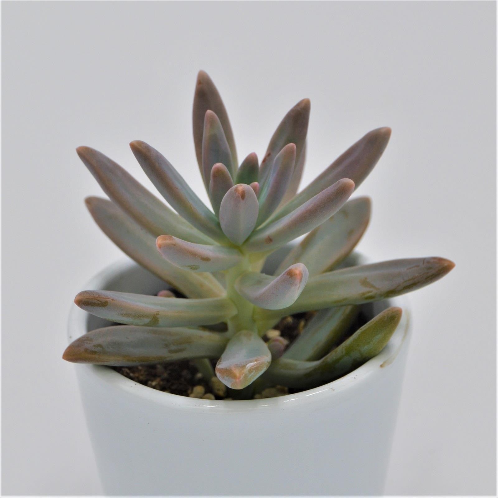 pasiora-graptosedum-francesco-baldi-sukkulente-6cm-topf image 1