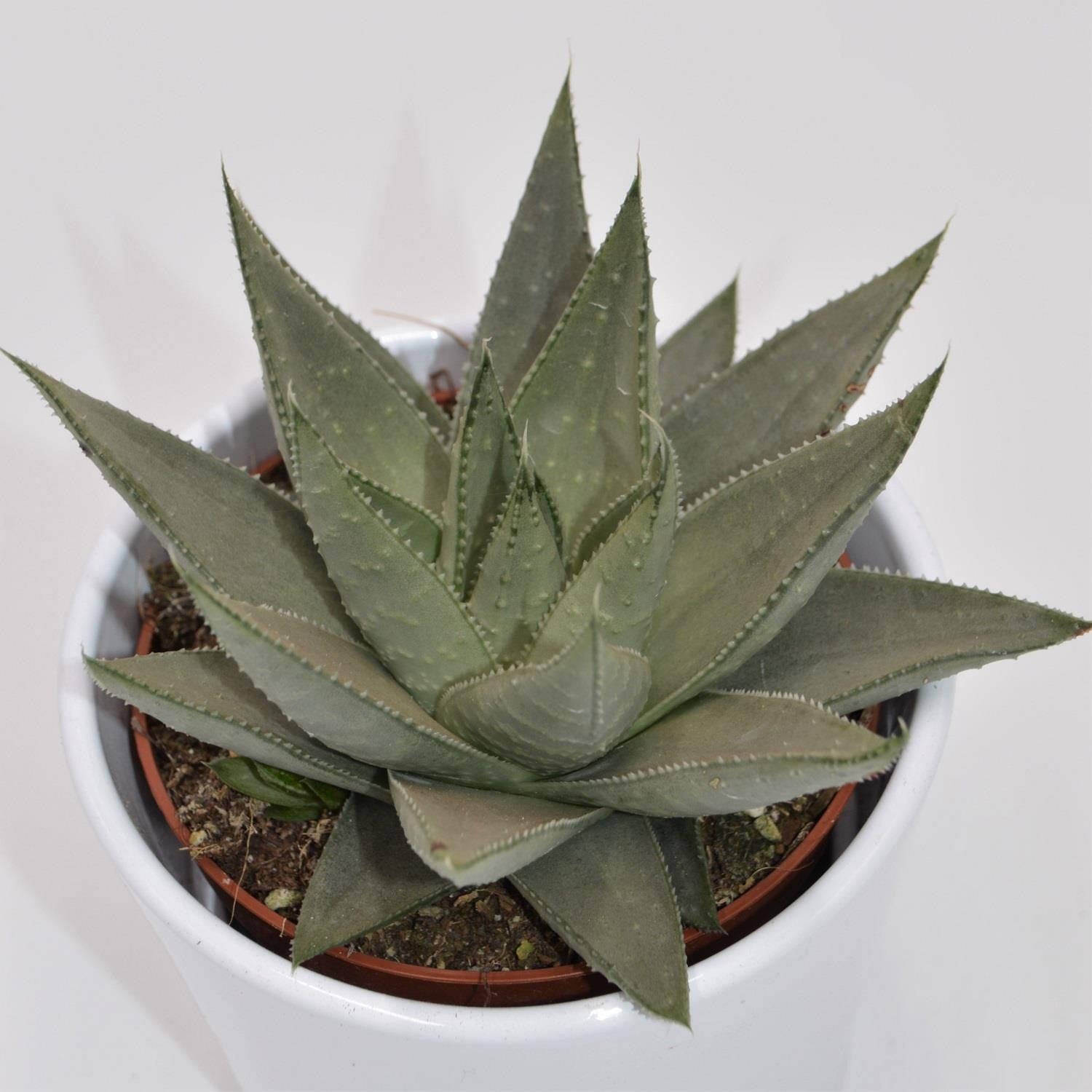 pasiora-haworthia-savanna-sukkulente-10-5cm image 2