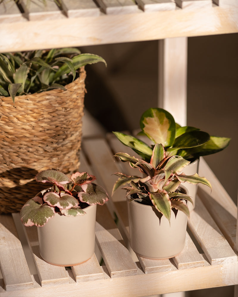 feey-rosa-babypflanzen-3er-set-mit-cryptanthus-hoya-saxifraga image 4