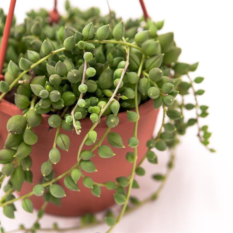 pasiora-senecio-herreianus-sukkulente-ampel-im-12cm-topf image 1
