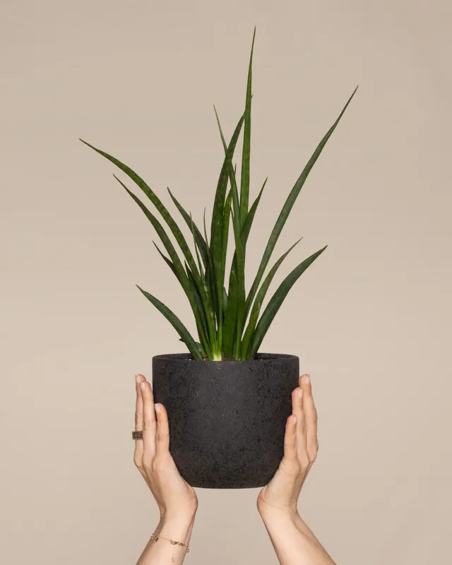 feey-sansevieria-friends-zimmerpflanze-im-14-cm-topf image 1