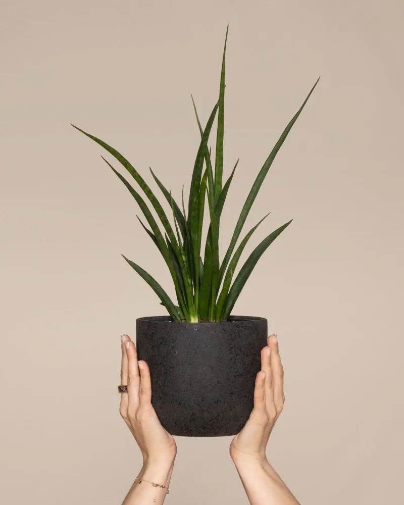 feey-sansevieria-friends-zimmerpflanze-im-14-cm-topf image 1