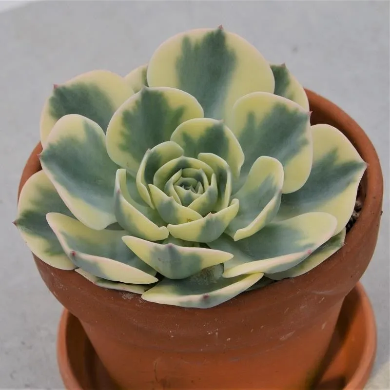 pasiora-echeveria-compton-carousel-im-tontopf-mutterpflanze-13cm image 1