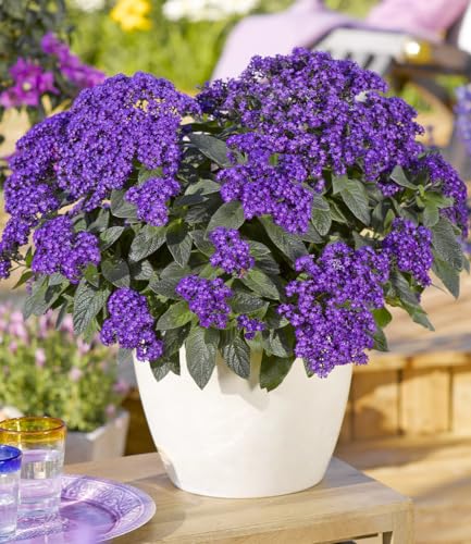 baldur-garten-3x-duft-vanilleblume-honey-blue-10-5-cm-topf image 3