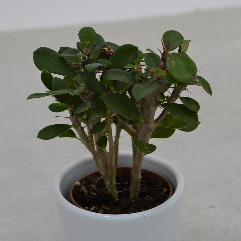 pasiora-euphorbia-milii-sukkulente-christusdorn-5-5cm-topf image 1