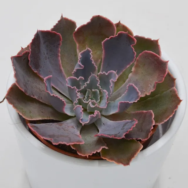 pasiora-echeveria-neon-breaker-sukkulente-8-5-cm-topf image 1