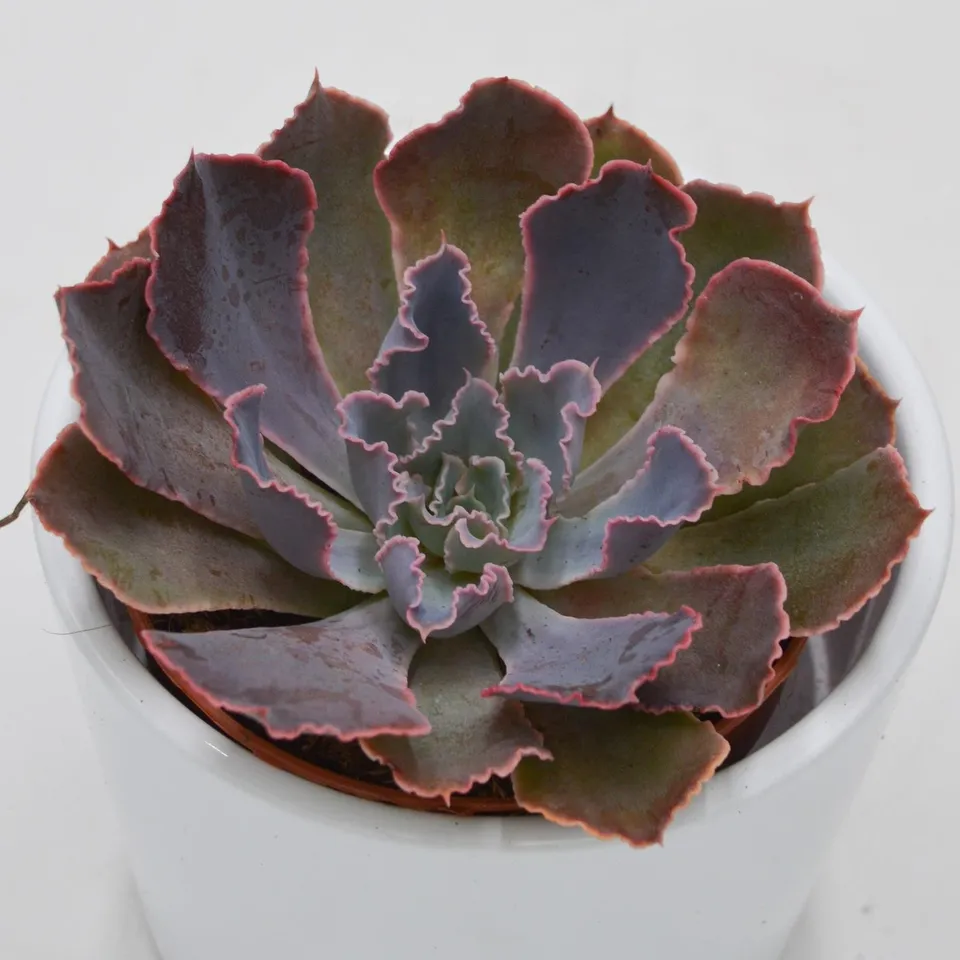 pasiora-echeveria-neon-breaker-sukkulente-8-5-cm-topf image 1
