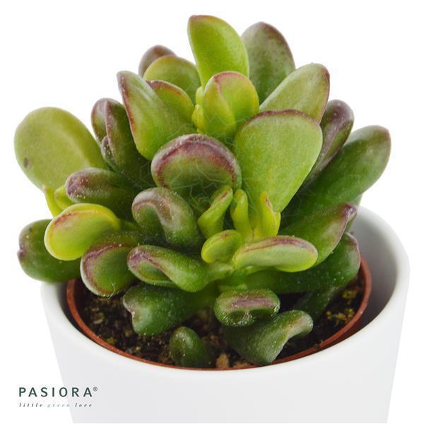 pasiora-crassula-ovata-gandalf-sukkulente-geldbaum-6cm-topf image 1